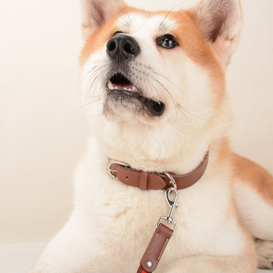 Multi-color Comfortable And Continuous Pet Dog Collar Traction Rope