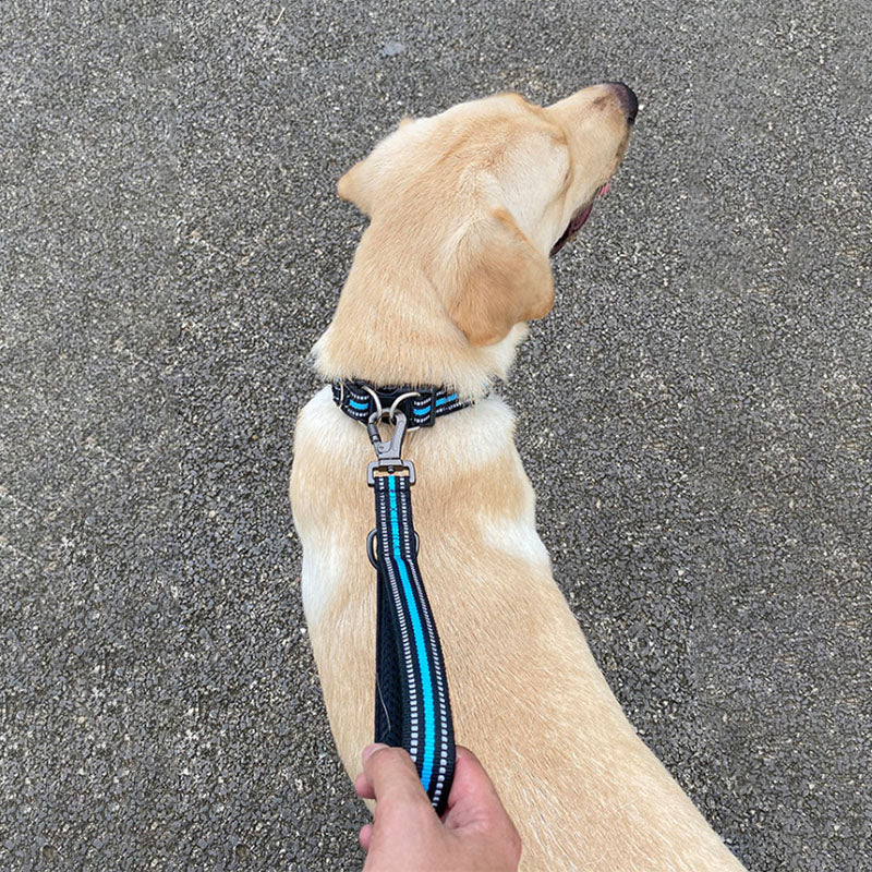 Big Dog Short Traction Rope Step Training