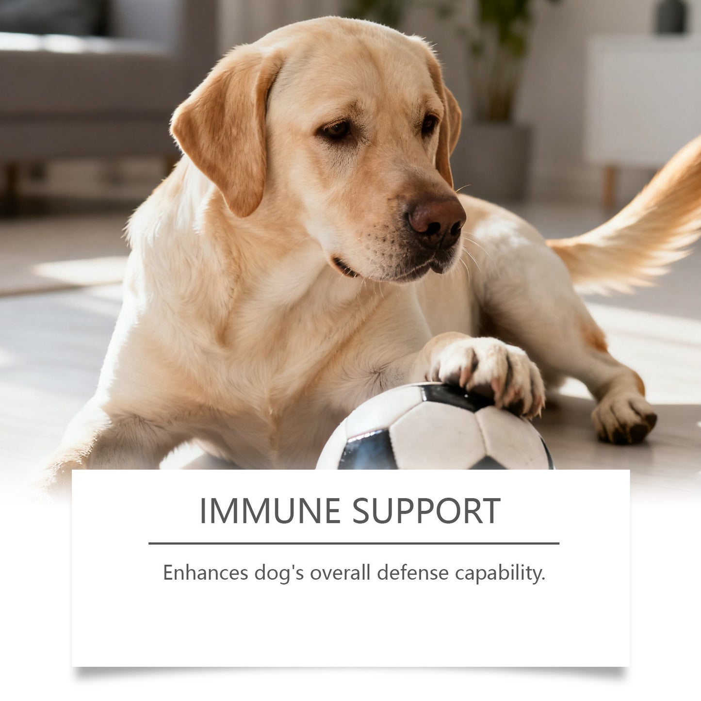 Daily Probiotic Soft Granules For Dog Gut Health