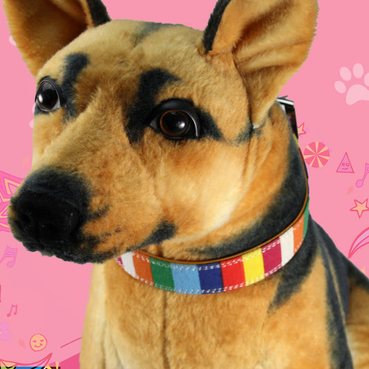 Colorful Pet Dog Collar With Traction Rope