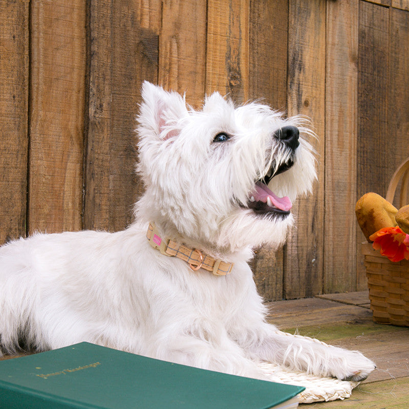 Fashionable And Simple Pet Chest Back Lattice Traction Rope