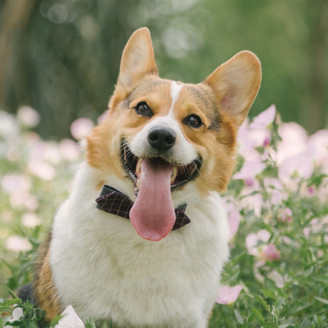 Dog Cute Fashion Bow Tie Handmade Bow Collar