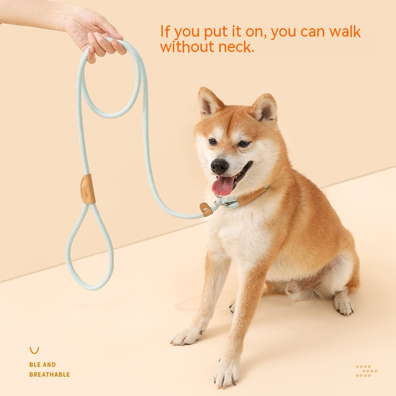 Household Dog Pet Hand Holding Rope